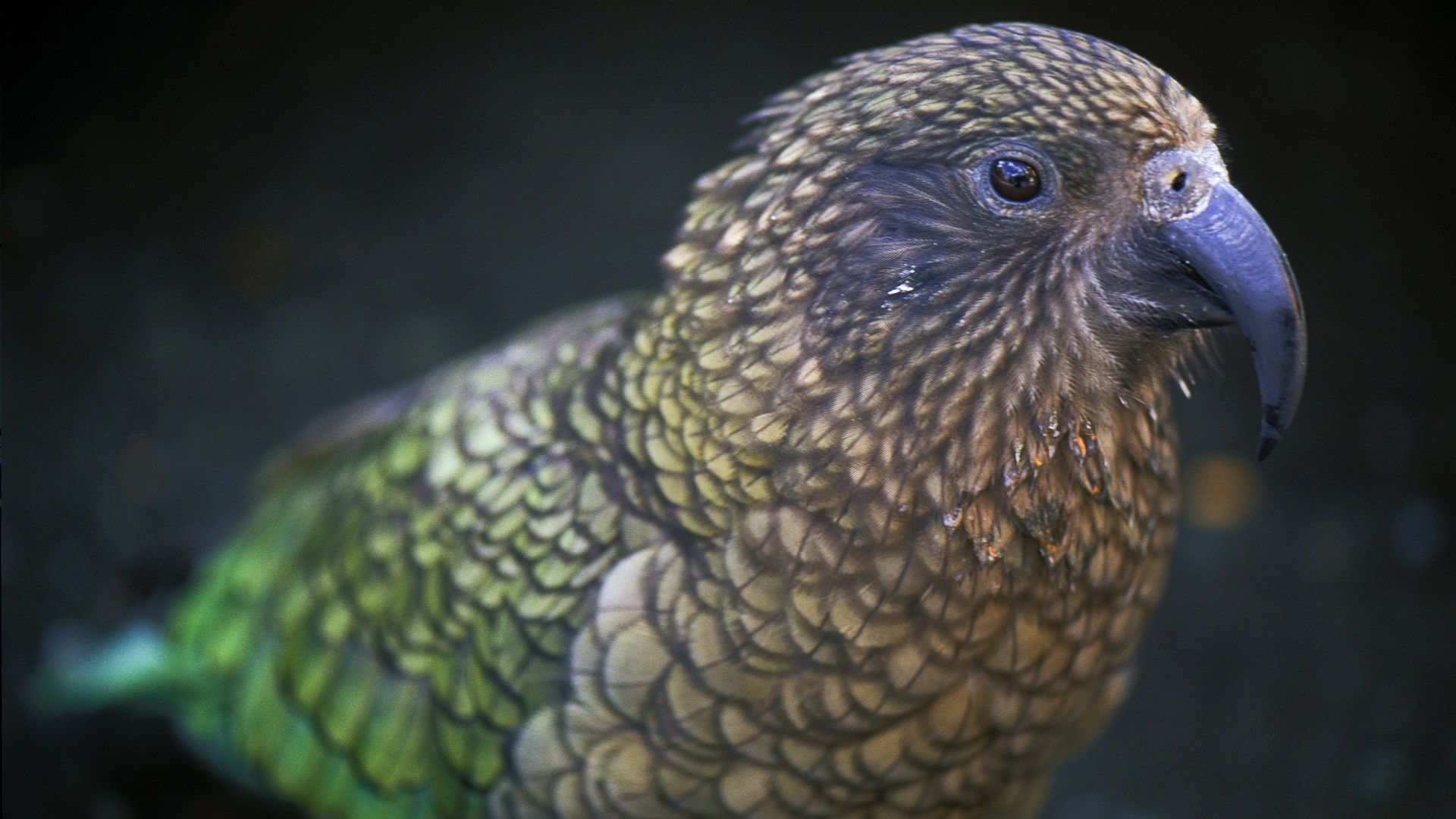 Adult Kea (Edward the compressor)